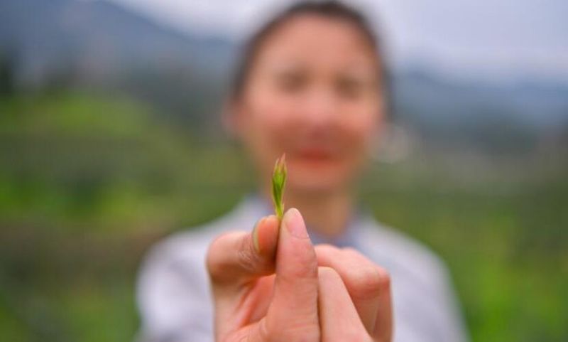 关于余庆：采明前春茶 忙市场销售的最新消息(3)