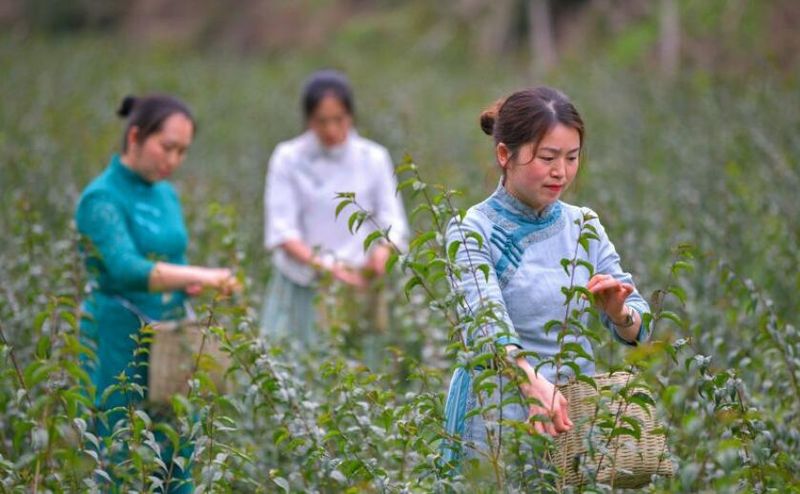 关于余庆：采明前春茶 忙市场销售的最新消息