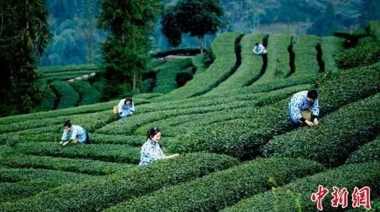 关于四川洪雅30万亩春茶开采陆续上市 春茶行情看涨的最新消息(1)