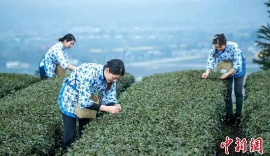 关于四川洪雅30万亩春茶开采陆续上市 春茶行情看涨的最新消息(3)