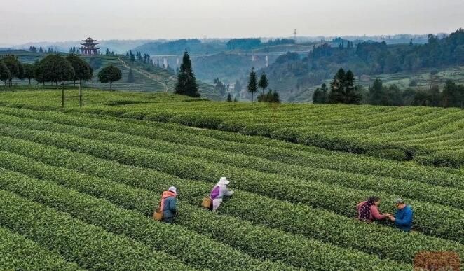 有关于雅安名山:春茶飘香 万亩茶园采摘忙的内容(2)
