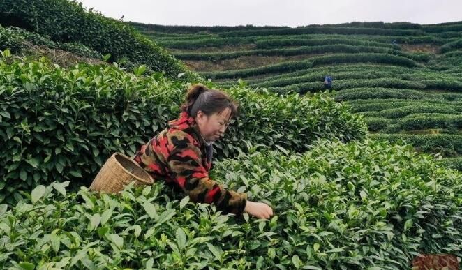 有关于雅安名山:春茶飘香 万亩茶园采摘忙的内容