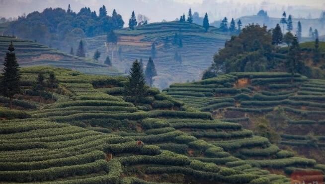 有关于雅安名山:春茶飘香 万亩茶园采摘忙的内容(3)