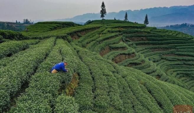 有关于雅安名山:春茶飘香 万亩茶园采摘忙的内容(1)