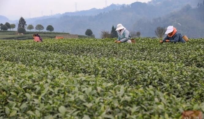 有关于雅安名山:春茶飘香 万亩茶园采摘忙的内容(4)