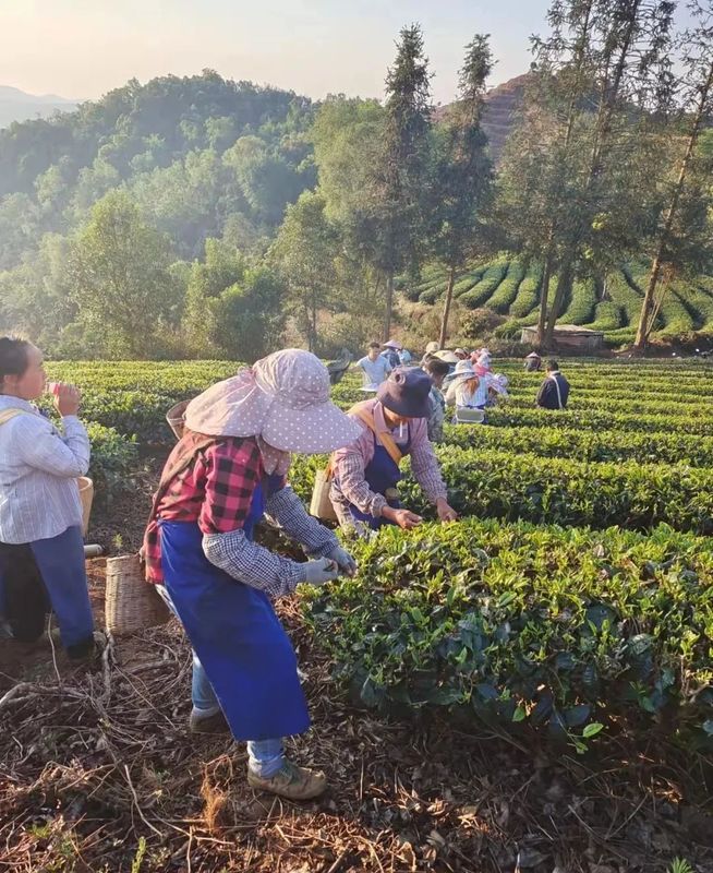 关于思茅区倚象镇：邻里互助见真情 帮助首批春茶采摘的资讯(1)