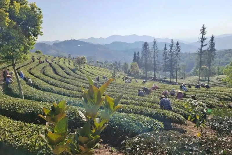 关于思茅区倚象镇：邻里互助见真情 帮助首批春茶采摘的资讯(2)