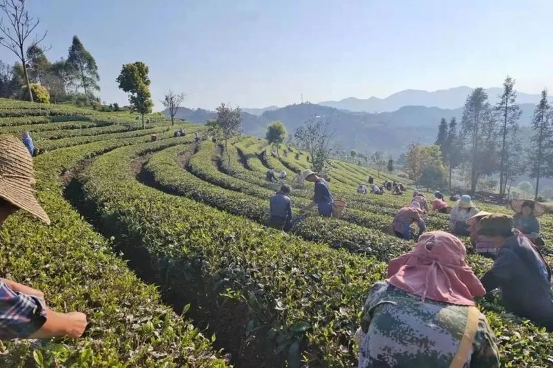 关于思茅区倚象镇：邻里互助见真情 帮助首批春茶采摘的资讯