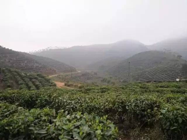 有关于六堡茶入门—全面了解六堡茶的产地明细的相关内容(2)