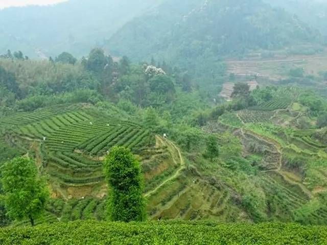 有关于六堡茶入门—全面了解六堡茶的产地明细的相关内容