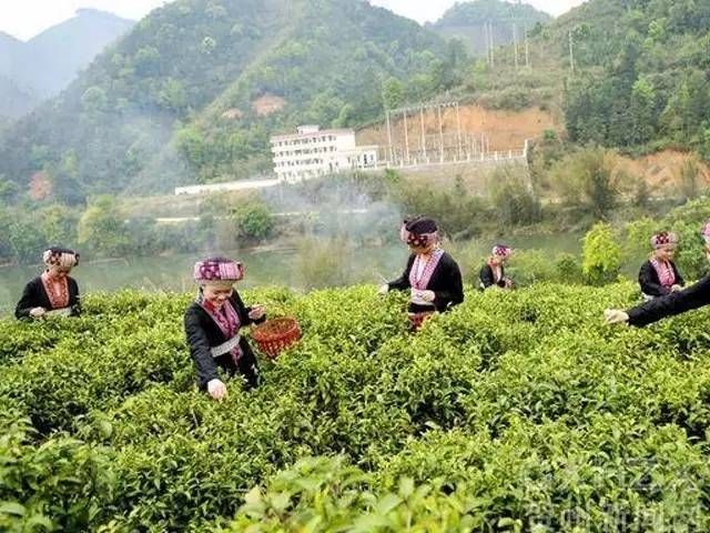 有关于六堡茶入门—全面了解六堡茶的产地明细的相关内容(3)