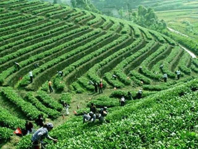 有关于六堡茶入门—全面了解六堡茶的产地明细的相关内容(1)
