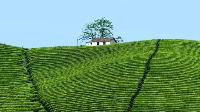 有关于径山茶宴：一脉茶香传千年的信息(2)