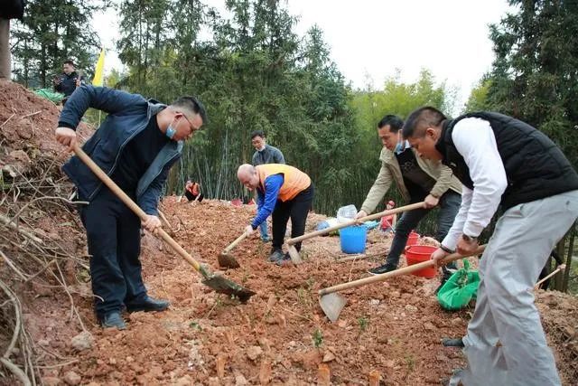关于梧州苍梧:春耕时节种茶忙 扩大规模助力乡村振兴的相关信息(2)