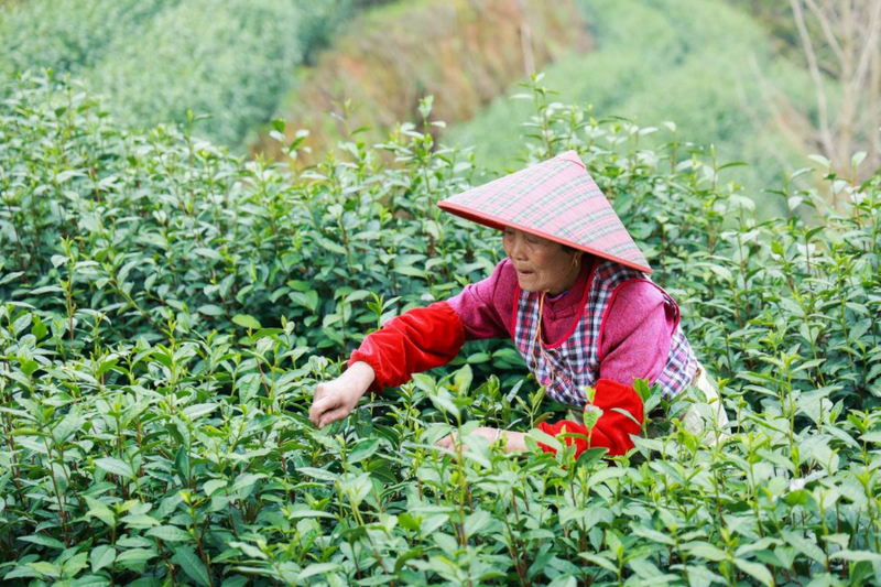 有关于龙顶问春画共富 开门共享好地方——2022年开化龙顶开采发布会举行的资讯(3)