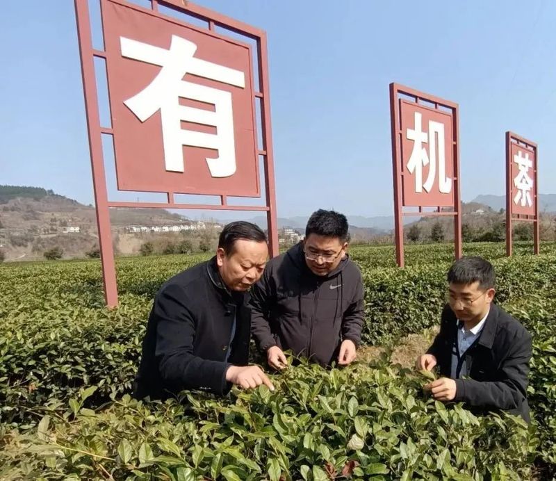 关于安康市农技中心到汉滨区指导春茶生产的最新消息