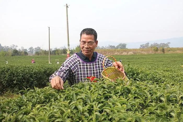 关于“侨”牌茶叶远销海外 见证归侨生活日渐红火的信息