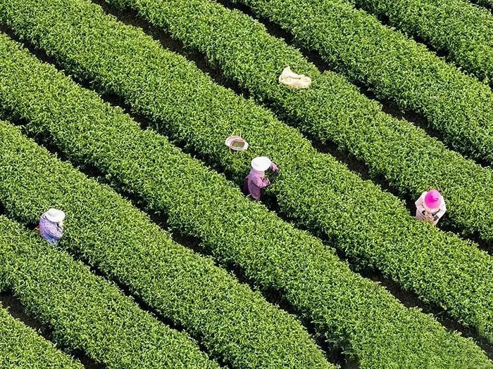关于“侨”牌茶叶远销海外 见证归侨生活日渐红火的信息(1)