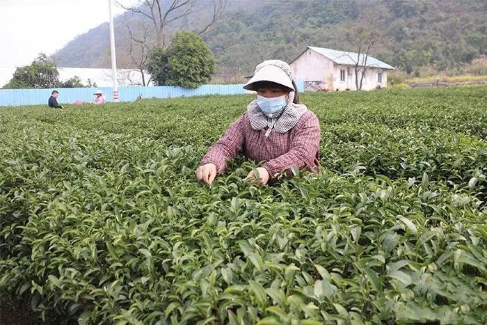 关于“侨”牌茶叶远销海外 见证归侨生活日渐红火的信息(2)