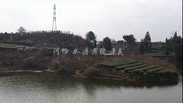 关于雅安春茶抢“鲜”开采 鲜叶价格形势喜人的消息