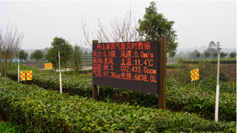 关于优质鲜叶卖出百元 宜宾早春茶“涨”声响亮的消息(1)