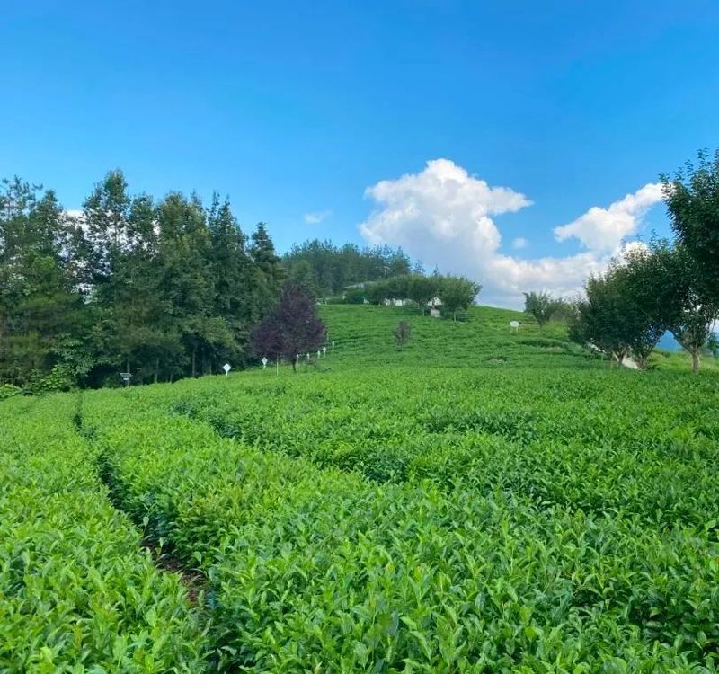 关于茶乡春行处处香的资讯(1)