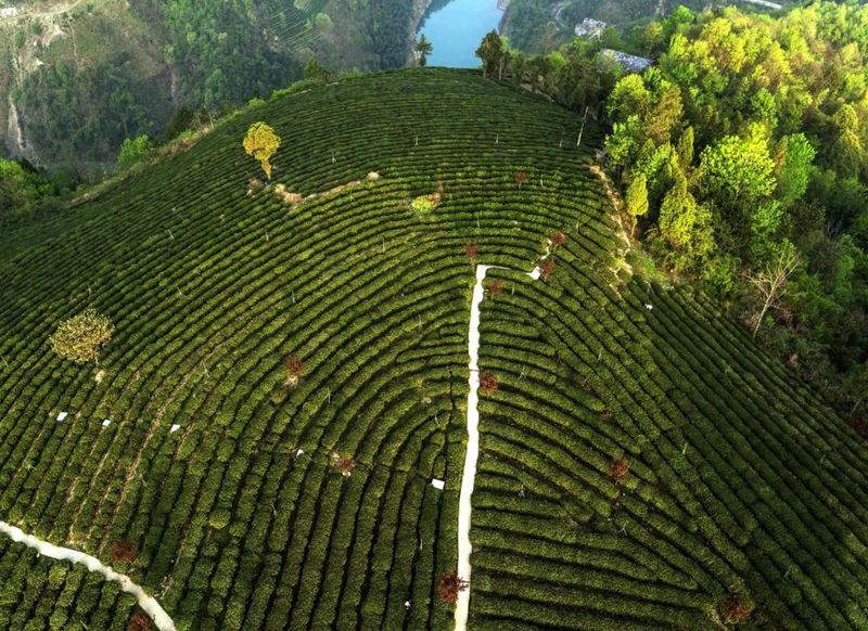 关于茶乡春行处处香的资讯(2)