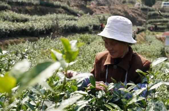 关于江西赣州：春茶开采！感受舌尖上第一缕春天的味道的新闻(1)