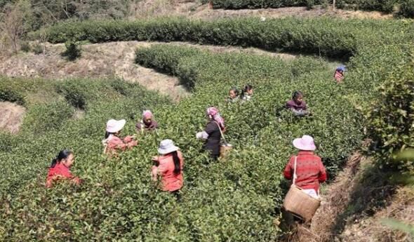 关于江西赣州：春茶开采！感受舌尖上第一缕春天的味道的新闻