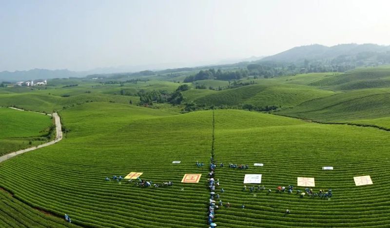 有关于湄潭：县法院服务茶产业高质量发展出新招的相关信息(1)