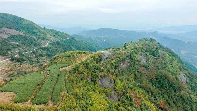 关于福鼎、政和、建阳，福建白茶哪家强？的新闻(1)