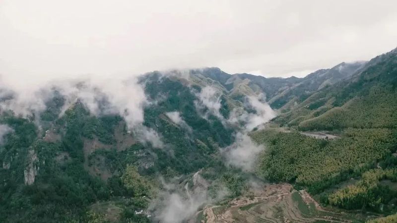 关于福鼎、政和、建阳，福建白茶哪家强？的新闻(2)
