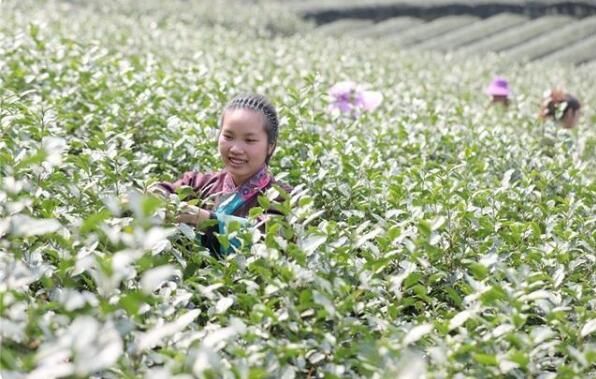 有关于柳州三江春茶萌芽 侗乡茶农采摘忙的消息(4)