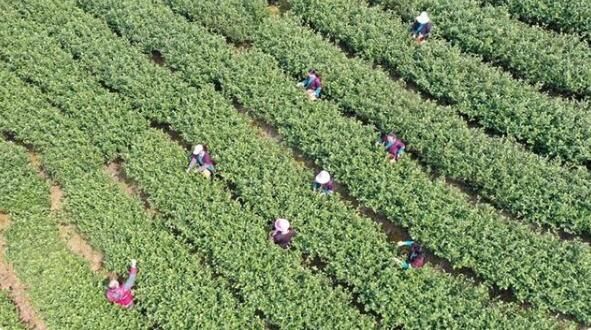 有关于柳州三江春茶萌芽 侗乡茶农采摘忙的消息(2)
