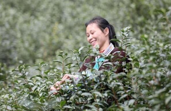 有关于柳州三江春茶萌芽 侗乡茶农采摘忙的消息(3)