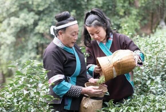 有关于柳州三江春茶萌芽 侗乡茶农采摘忙的消息(5)