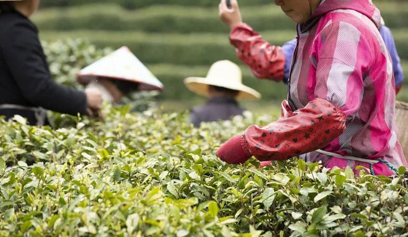 关于2022年春茶什么时候上市？绿茶主产区采摘时间汇总的相关信息(6)