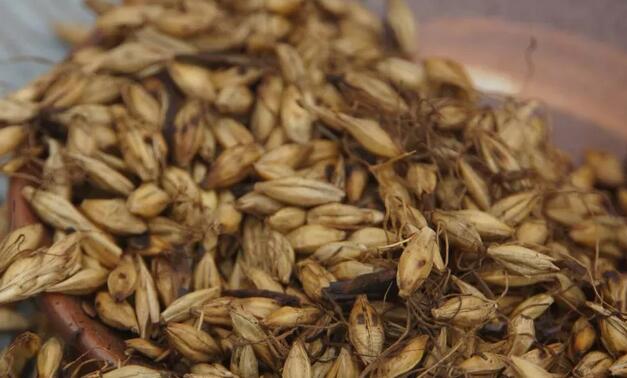 泡大麦茶喝有什么好处(1)