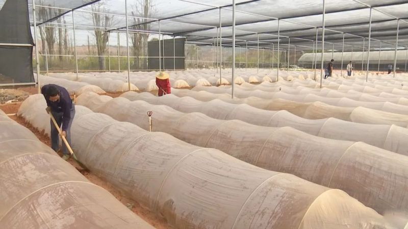 有关于万秀区：力争实现茶园建设一季度“开门红”的信息