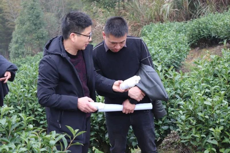 有关于春茶季来临，政和县茶叶质量安全管控在行动！的资讯(4)