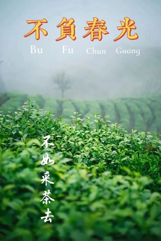 关于“2022金奖惠明茶开采节暨采茶能手”比赛活动将于3月7日举行的相关信息