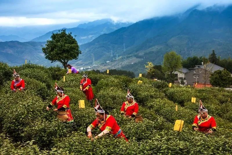 关于“2022金奖惠明茶开采节暨采茶能手”比赛活动将于3月7日举行的相关信息(5)