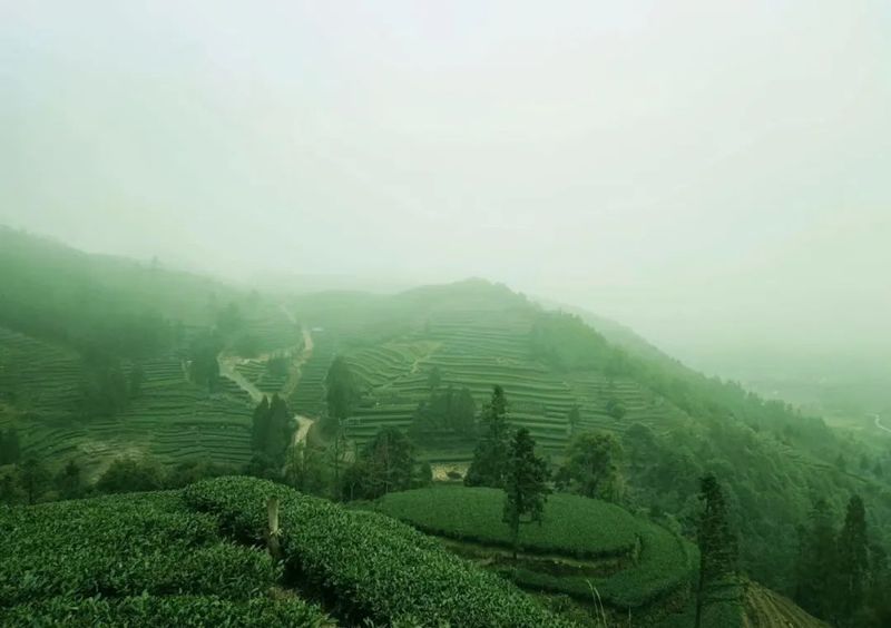 有关于设厂进驻福鼎白茶核心产区！这家头部茶企最新战略布局曝光？的资讯(8)
