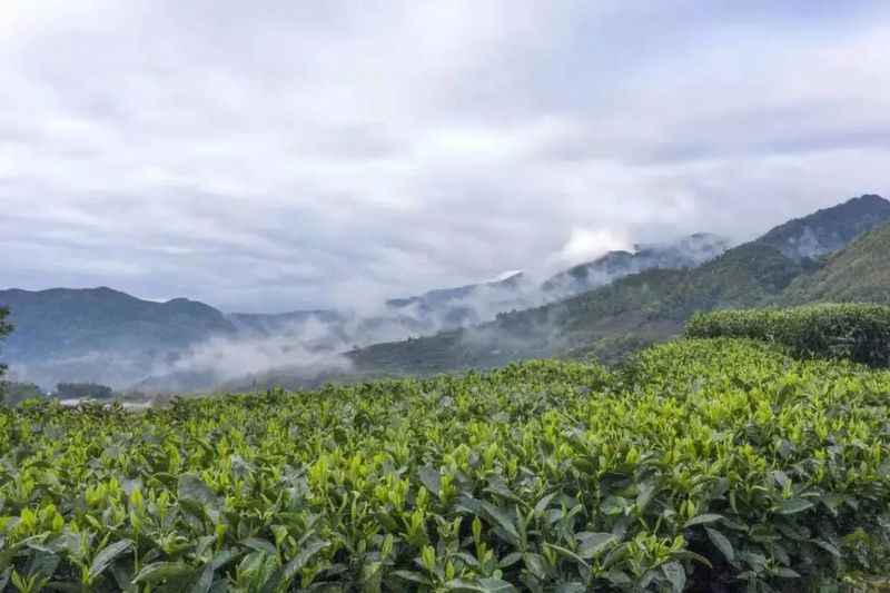 有关于设厂进驻福鼎白茶核心产区！这家头部茶企最新战略布局曝光？的资讯(1)