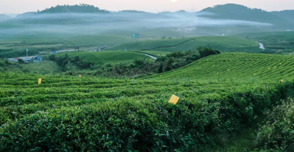 关于一周茶事 ：“安溪铁观音一号“成功上天；最忙茶季来临！的相关信息(1)