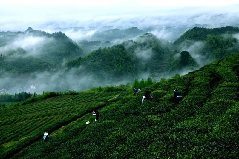 关于一周茶事 ：“安溪铁观音一号“成功上天；最忙茶季来临！的相关信息(3)