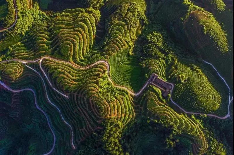 关于茶产业在乡村振兴中的作用与实现路径的信息(4)