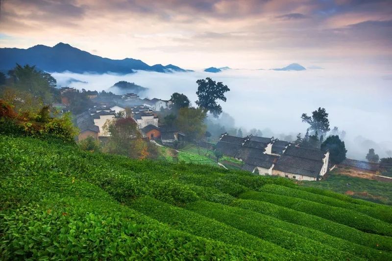 关于茶产业在乡村振兴中的作用与实现路径的信息(8)