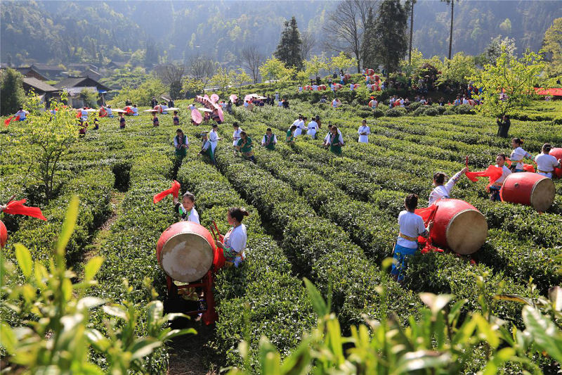 关于茶产业在乡村振兴中的作用与实现路径的信息(6)