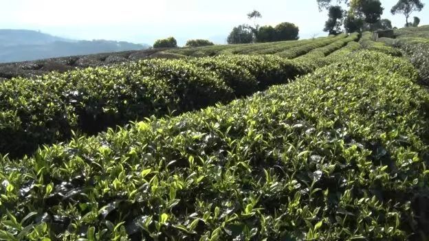 关于宁洱镇：小小手工玉环茶 乡村振兴巾帼强的最新消息(4)
